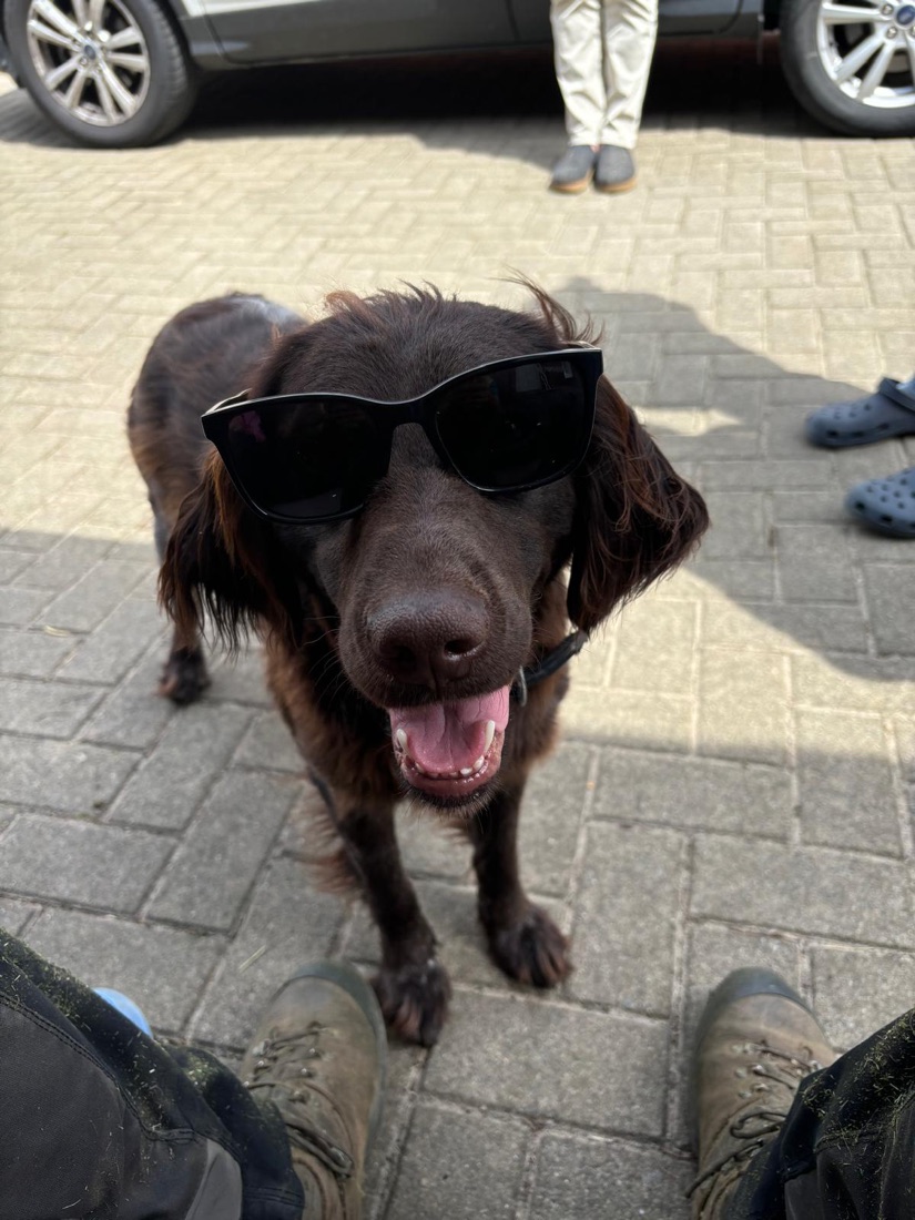 Gerda, der Hund des Betriebs