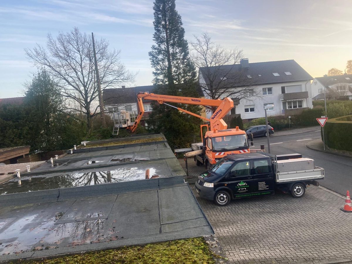 Hubsteiger bei der Kronenpflege an einem Nadelbaum